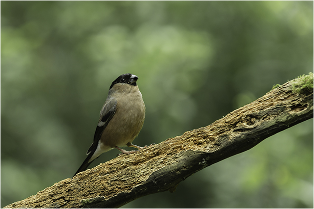 Female Bullfinch